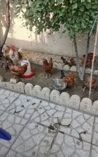 مرغ تخم گذار