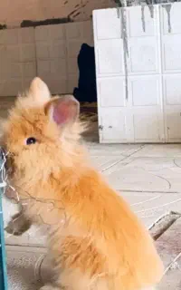 خرگوش لپ هلندی عروسک