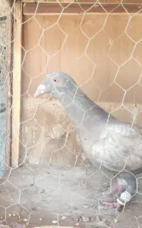 سه تا مغلف