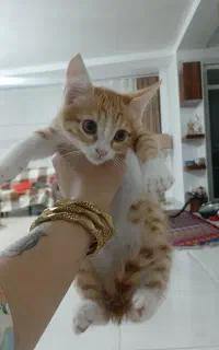 گربه دی اس اچ