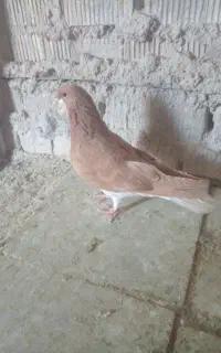 کبوتر ماده شهری زرد رنگ کرکی