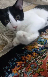 گربه واگذاری رایگان
