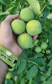نهال های پربازده،انتخابی هوشمندانه برای باغ شما