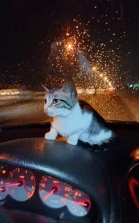 بچه گربه کاملا دستی و آرام واگذار میگردد