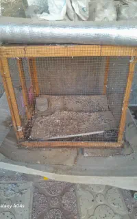 قفس استفاده نشده