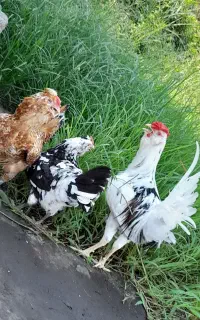 تخم مرغ گلین اصیل