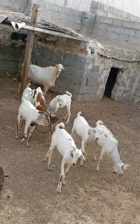 سلام فروش شش عدد کهر نر چاق مخصوص صادراتی