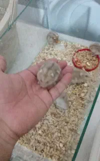 همستر ۶عدد. نر و ماده و ۴عدد بچه .رنگ قهوه‌ی روشن