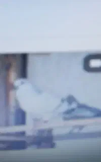 کبوتر شامی