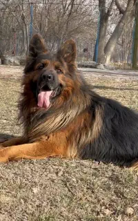 سگ ژرمن شجره دار (ک.ش.ش)