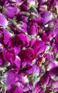غنچه و گلبرگ گل محمدی تازه