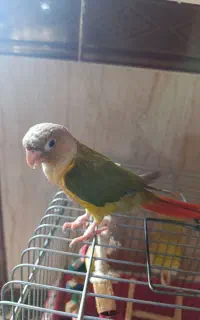 گرینچیک