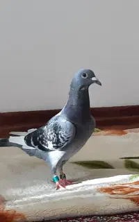 پلاکی باخت رفته