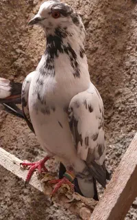 کبوتر .۴تا نر و ماده ر ف ت ه کفتر