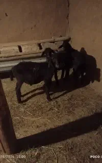 سلام بره سه عدد نرواکسن زده شده