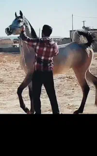 اسب