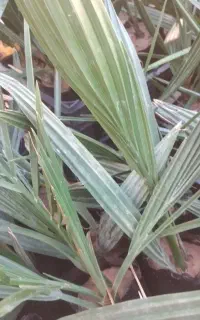 خرمای مجول مراکش