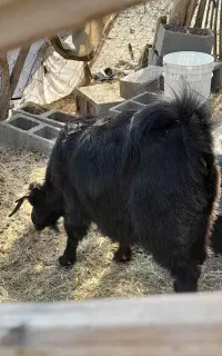 بز چاق