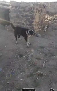 سگ گله