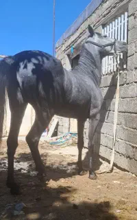 مادیون کورد