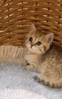 دختر بریتیش چین چیلا رنگ گلد تبی چشم سبز