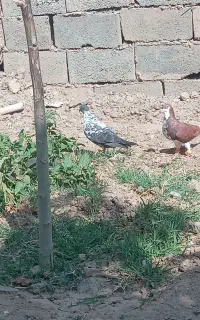 کبوتر، کفتر