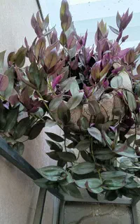 گل خوشگل به فروش میرسد