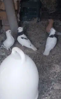 کبوتر