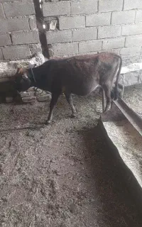 چهار راس گوساله ماده