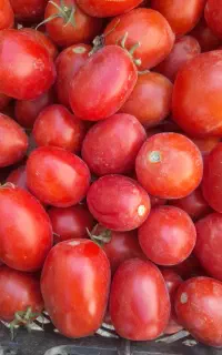 گوجه ربی ۴۳