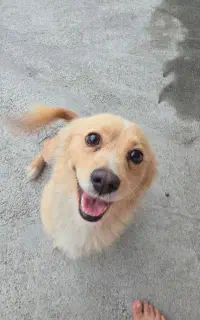 سگ ماده