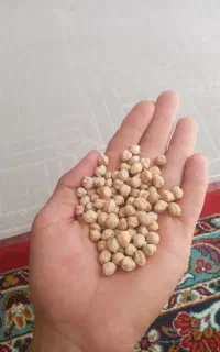 نخود درجه ۱ نخود کرمانشاه