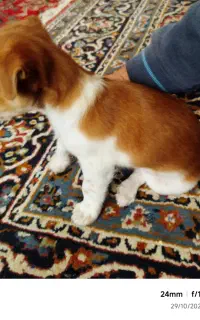 سگ2ماهه
