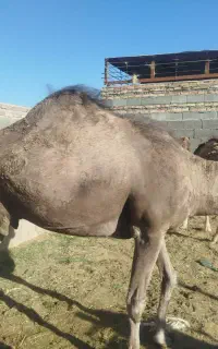 شتر شیری