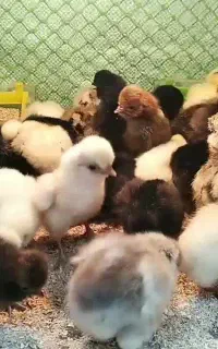 فروش جوجه ۵روز قطر خوارکی خورد
