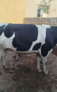 گوساله هلشتاین گوشتی