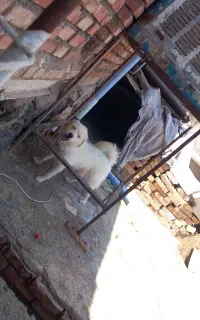 سگ پاکوتا