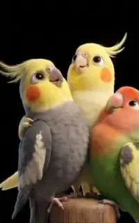 عروس هلندی ماده گم شده