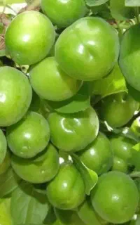 فروش نهال گوجه سبز آغاز یک باغ با طعم بهاری