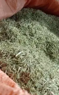 کاه خارشتر