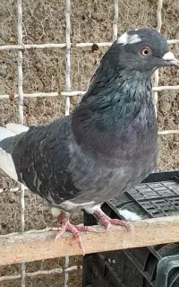 دوعدد نر درجه یک