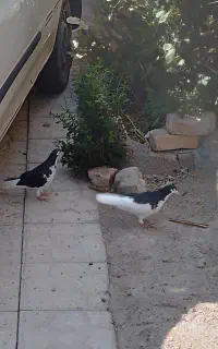 کفتر ذات شهری