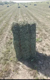 یونجه خشک چین پنجم
