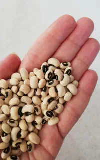 لوبیا چشم بلبلی ممتاز