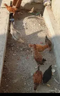 نمیچه مرغ و خروس