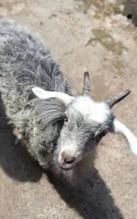 بز ماده فروشی خونگی
