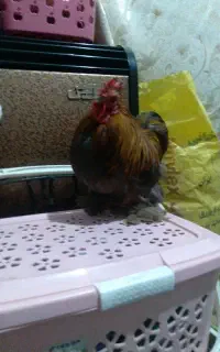خروس پا پر
