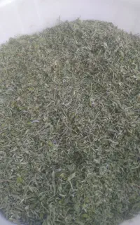 گیاه