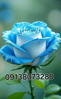 خط همراه اول09138073280