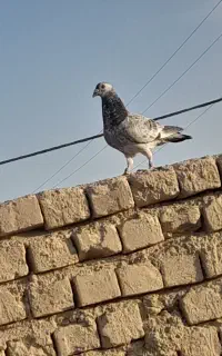 جوقی نر